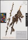 Foto von Salix caprea L. x Salix cinerea L. x Salix viminalis L.